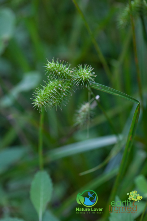 1587106028 Identifying Grasses: Bladder Sedge (native)