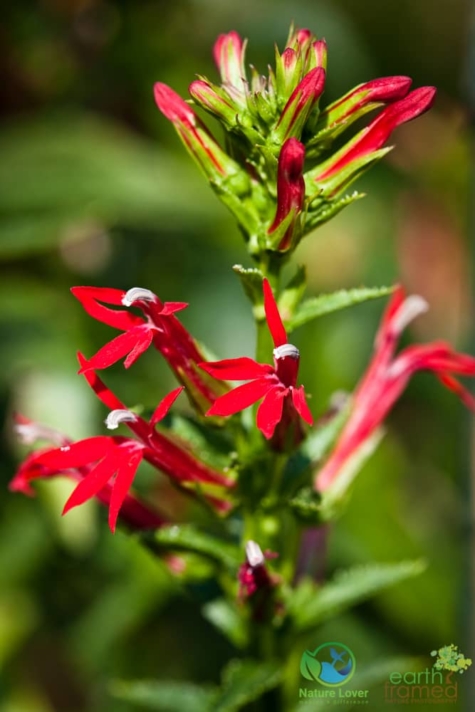 3355286957 Identifying Wildflowers: Cardinal Flower (native)