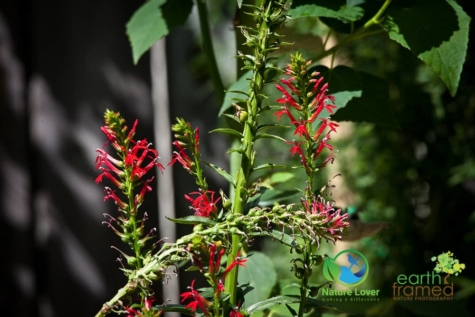 1761303165 Identifying Wildflowers: Cardinal Flower (native)