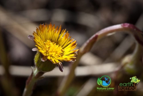 287636631 Identifying Wildflowers: Coltsfoot (non-native)