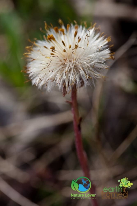 958623166 Identifying Wildflowers: Coltsfoot (non-native)
