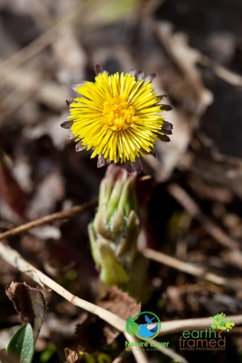 3160797487 Identifying Wildflowers: Coltsfoot (non-native)
