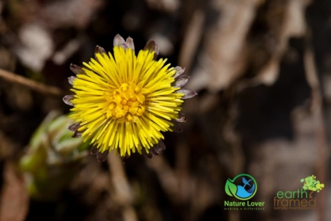 1418903507 Identifying Wildflowers: Coltsfoot (non-native)