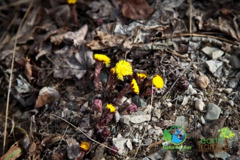 2841428163 Identifying Wildflowers: Coltsfoot (non-native)