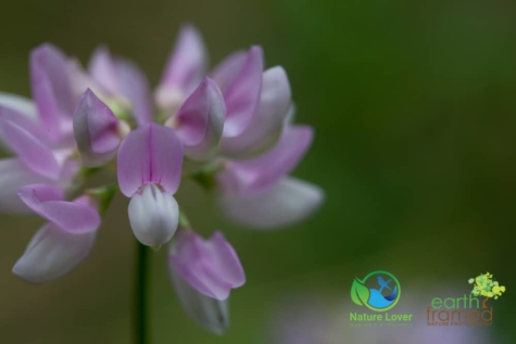 2600264780 Identifying Wildflowers: Crown-vetch (non-native)