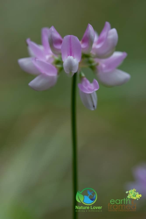 2459999232 Identifying Wildflowers: Crown-vetch (non-native)