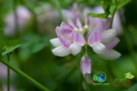 110811403 Identifying Wildflowers: Crown-vetch (non-native)