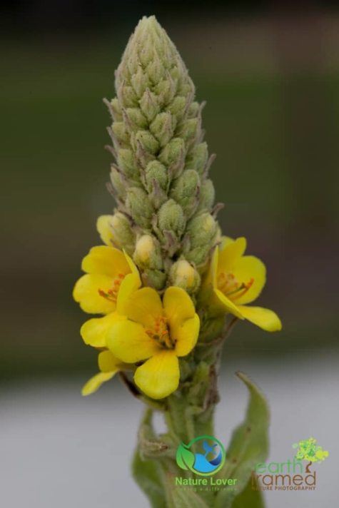 2935672411 Identifying Wildflowers: Common Mullein (non-native)