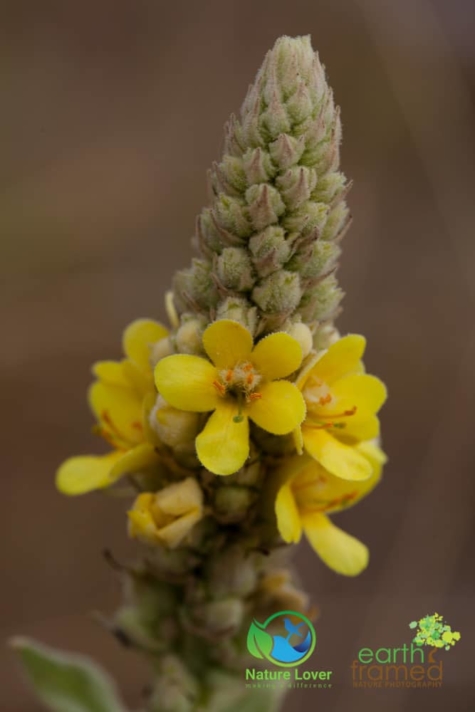 1048242775 Identifying Wildflowers: Common Mullein (non-native)