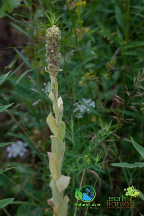 3926460242 Identifying Wildflowers: Common Mullein (non-native)