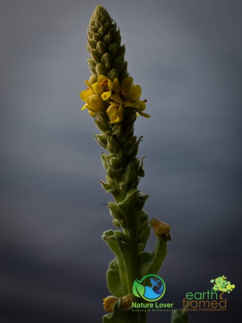 72899462 Identifying Wildflowers: Common Mullein (non-native)