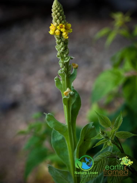 2328205910 Identifying Wildflowers: Common Mullein (non-native)