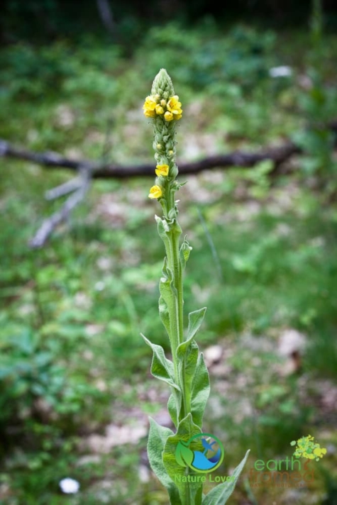 3709562065 Identifying Wildflowers: Common Mullein (non-native)