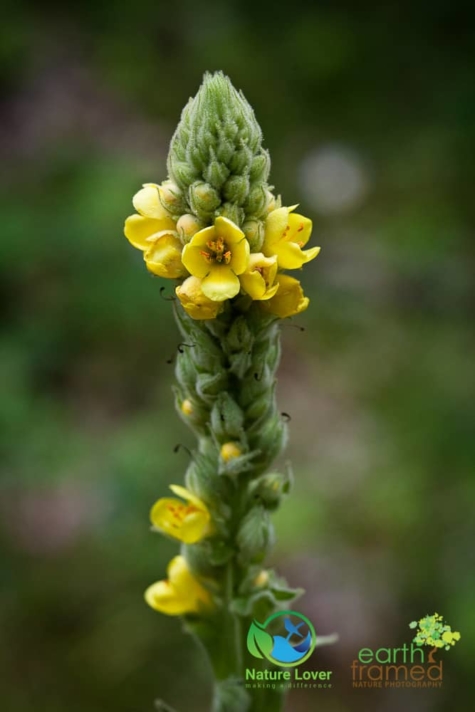 3797884442 Identifying Wildflowers: Common Mullein (non-native)