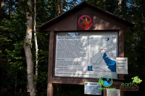 370174361 Grundy Lake's Beaver Dam Trail