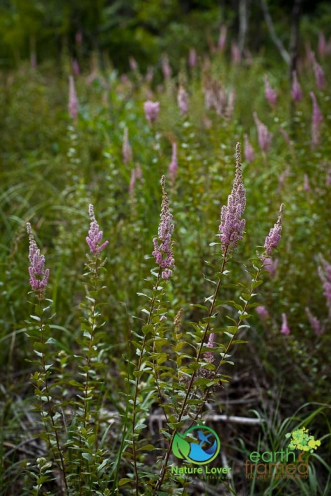 1997410983 Killbear Provincial Park's Wildflowers