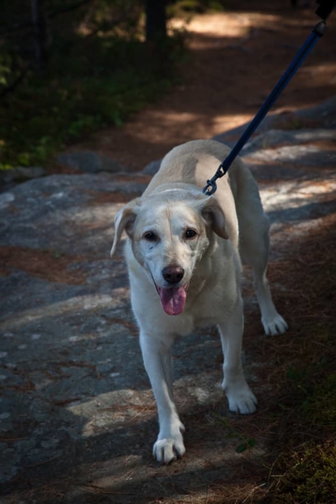 1029428928 Enjoying Gut Lake Trail At Grundy Lake Provincial Park