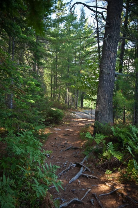 1579502313 Enjoying Gut Lake Trail At Grundy Lake Provincial Park