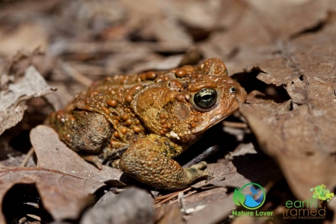 4025905997 Amphibians, Turtles And Wildlife Along The Pinery's Hickory Trail - Spring 2015