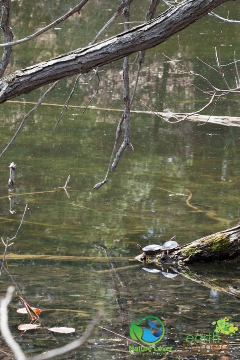 2892806141 Amphibians, Turtles And Wildlife Along The Pinery's Hickory Trail - Spring 2015