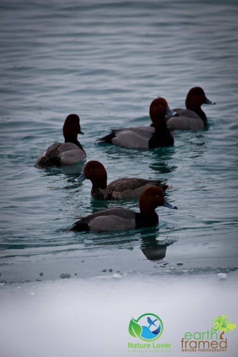 1048185351 St. Clair River Waterfowl In The Winter
