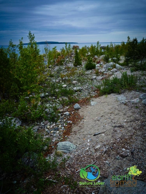3418581472 MacGregor Point Provincial Park's Wildflowers Along The Rocky Shores