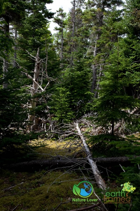 2326547291 Historical Acadian Trail At Cape Breton Highlands National Park