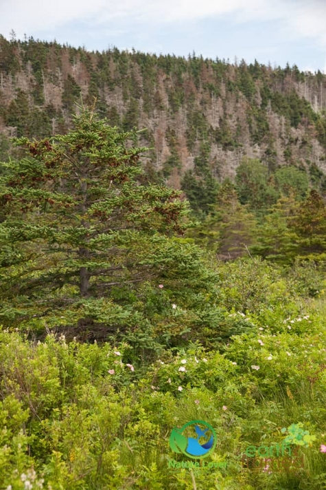 575746308 Historical Acadian Trail At Cape Breton Highlands National Park