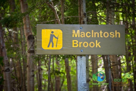 373821752 Staying Cool On Cape Breton Highlands' MacIntosh Brook Trail