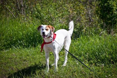 2206704803 Chloe the Foxhound Enjoys A Sniff And A Run At Bridgeview Conservation Area