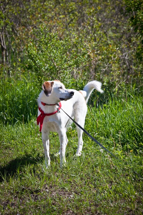 1254120002 Chloe the Foxhound Enjoys A Sniff And A Run At Bridgeview Conservation Area