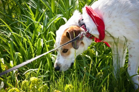 4023504876 Chloe the Foxhound Enjoys A Sniff And A Run At Bridgeview Conservation Area