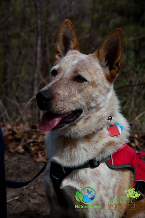 3658498409 Spring Hike At The Ausable Cut Conservation Area With Kirra The Cattle Dog