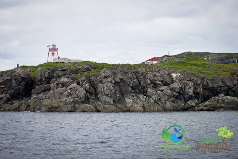 932731505 Whale Watching From St. Anthony's, Newfoundland