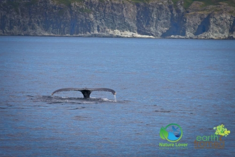 106997206 Whale Watching From St. Anthony's, Newfoundland