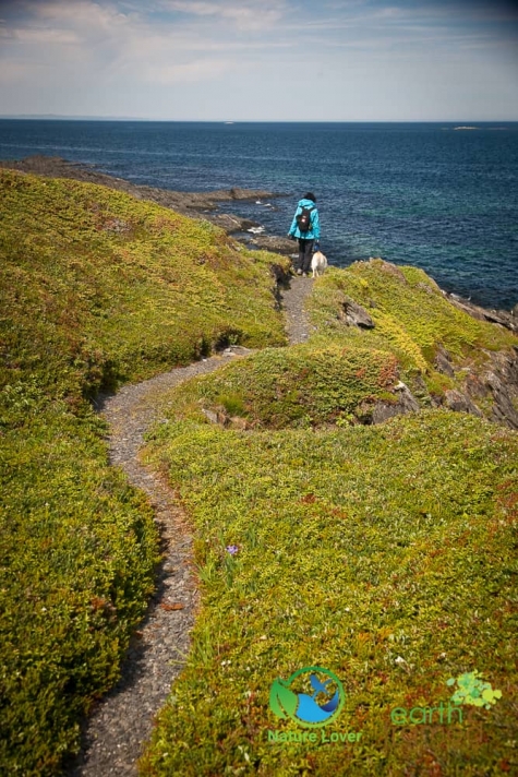 3982456038 Hiking Trail Near Norstead - Minke Whales Spotted
