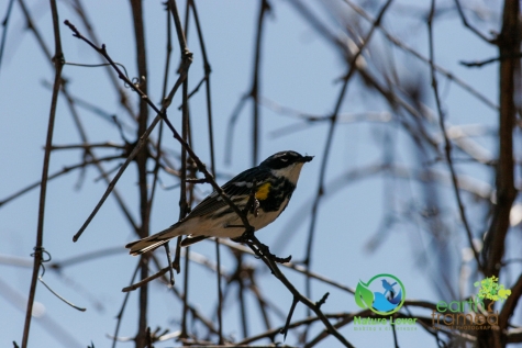 1509172690 Canatara Hosts the Yearly Spring Migration Of Songbirds