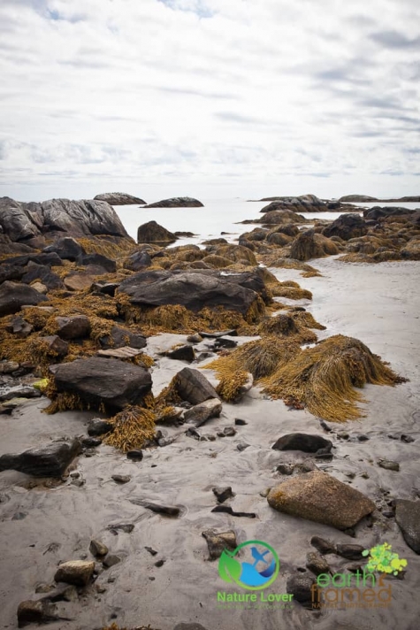 4156983770 Rugged Coast At Kejimkujik National Park Seaside, Nova Scotia