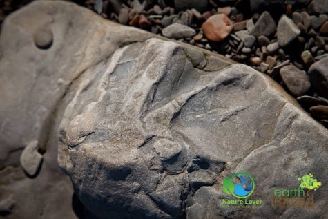 3095908044 Joggins Fossil Cliffs In Nova Scotia