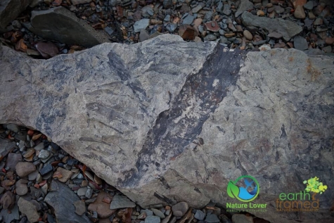 2716088178 Joggins Fossil Cliffs In Nova Scotia