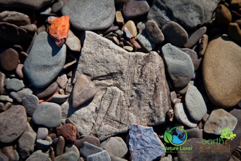 2280860130 Joggins Fossil Cliffs In Nova Scotia