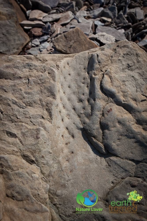 2740692437 Joggins Fossil Cliffs In Nova Scotia