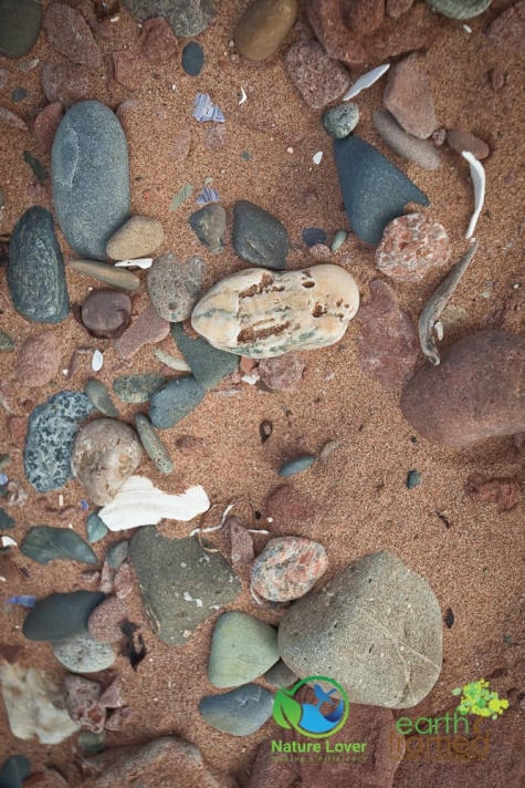933461547 Maya Retrieves Clam Shells At Cousins Beach, PEI