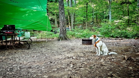 1452064099 Chloe The Foxhound Loved Bon Echo Provincial Park - Watch the Video!