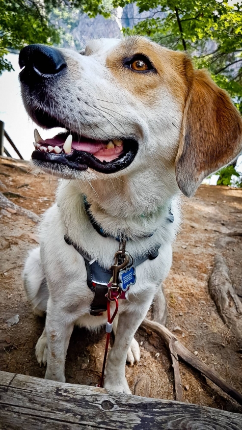 3230112821 Chloe The Foxhound Loved Bon Echo Provincial Park - Watch the Video!