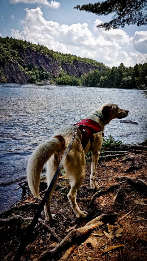 2941974774 Chloe The Foxhound Loved Bon Echo Provincial Park - Watch the Video!