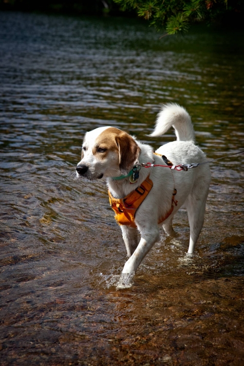 1842755694 Chloe The Foxhound Loved Bon Echo Provincial Park - Watch the Video!