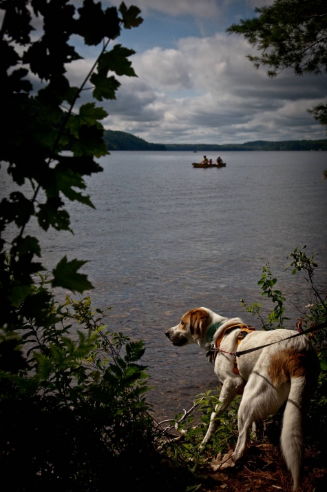 686608115 Chloe The Foxhound Loved Bon Echo Provincial Park - Watch the Video!