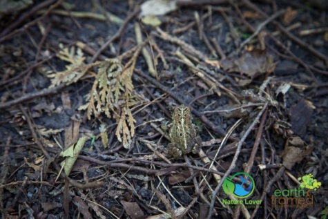 3144131940 Gorgeous Trail At Proctor Park Conservation Area, Brighton