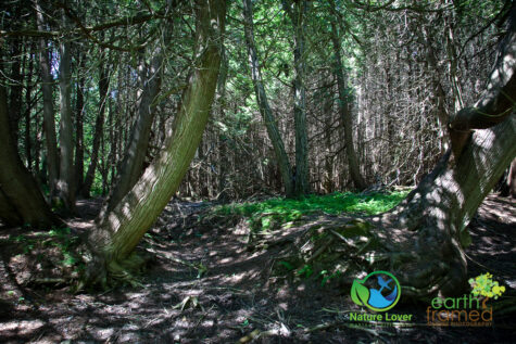 1266154662 Gorgeous Trail At Proctor Park Conservation Area, Brighton